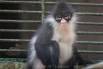 Natuna Islands langur