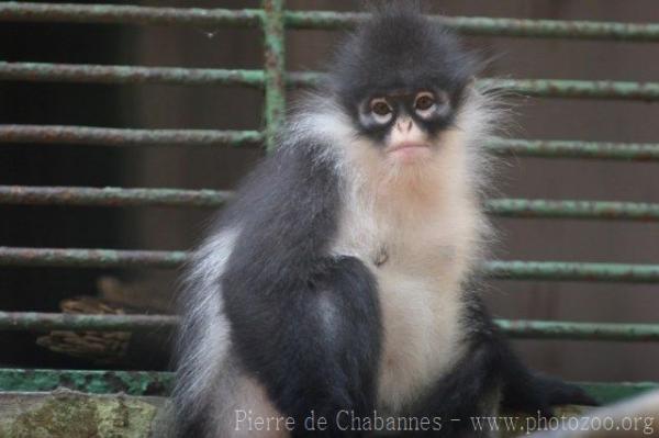 Natuna Islands langur