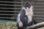 Natuna Islands langur