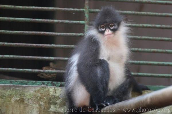 Natuna Islands langur