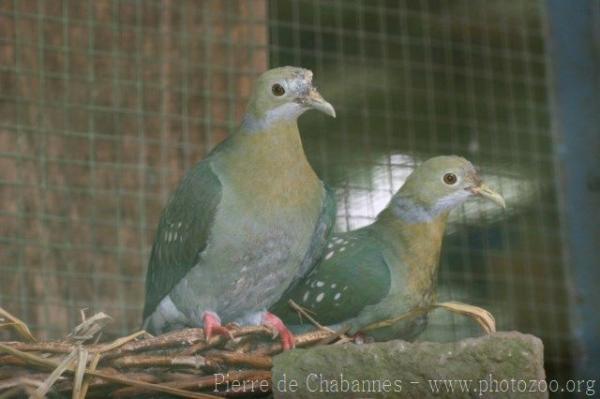 Pink-spotted fruit-dove