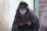 Western javan langur