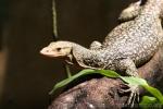 Quince monitor