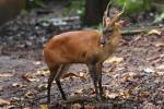 Southern red muntjac