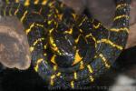 Mangrove snake