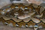 Reticulated python