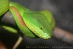 White-lipped tree viper