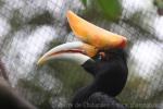 Javan rhinoceros hornbill