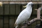 Eleonora cockatoo