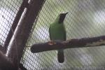 Greater green leafbird