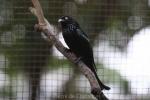 Javan drongo