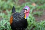 Green junglefowl