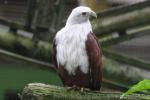 Brahminy kite