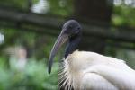 Black-headed ibis